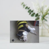 stierenhommel briefkaart (Staand voorkant)