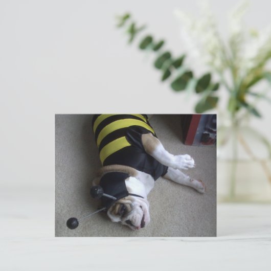 stierenhommel briefkaart (Staand voorkant)