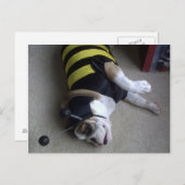 stierenhommel briefkaart (Voorkant / Achterkant)