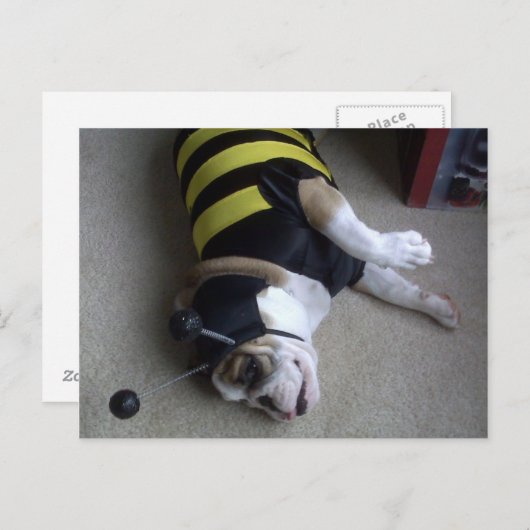 stierenhommel briefkaart (Voorkant / Achterkant)