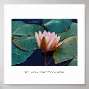 Stierenroze waterlelliggend Poster Planten