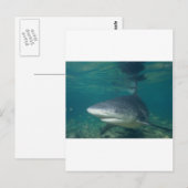 stierhaai briefkaart (Voorkant / Achterkant)