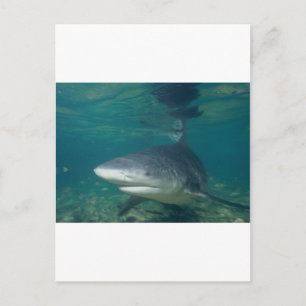 stierhaai briefkaart