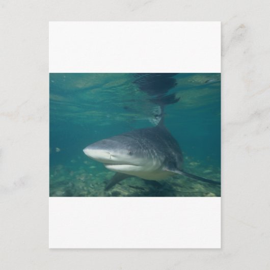 stierhaai briefkaart (Voorkant)