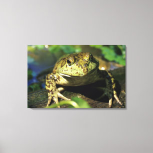 Stierkikker. Canvas Afdruk
