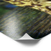 Stierkikker. Foto Afdruk (Hoek)