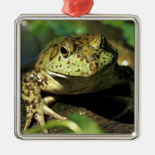 Stierkikker. Metalen Ornament (Voorkant)