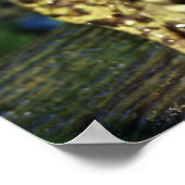 Stierkikker. Poster (Hoek)