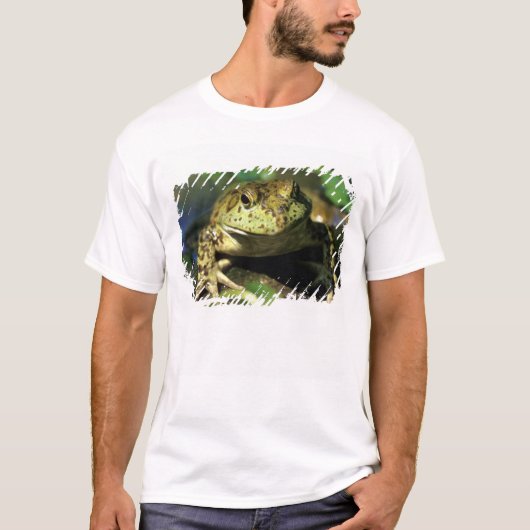 Stierkikker. T-shirt (Voorkant)