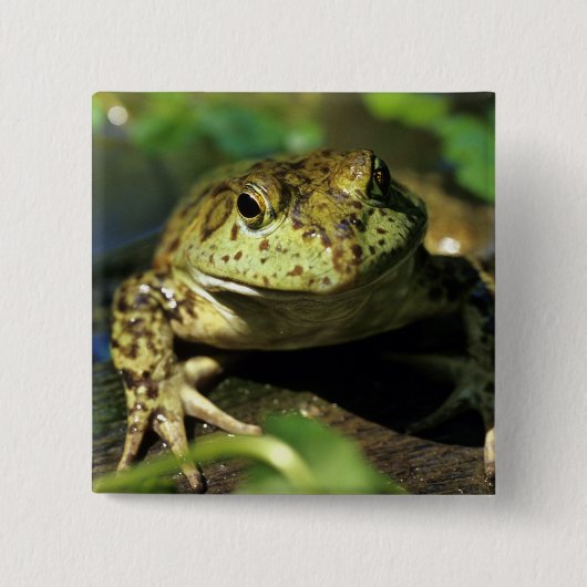 Stierkikker. Vierkante Button 5,1 Cm (Voorkant)