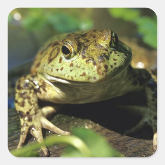 Stierkikker. Vierkante Sticker (Voorkant)