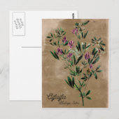  stijl Alfalfa Briefkaart (Voorkant / Achterkant)