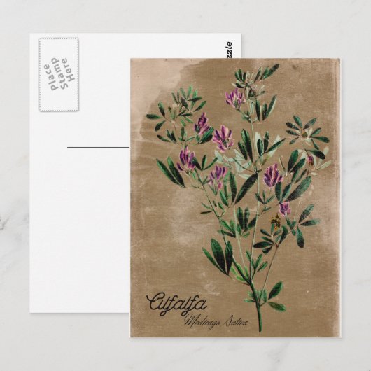  stijl Alfalfa Briefkaart (Voorkant / Achterkant)