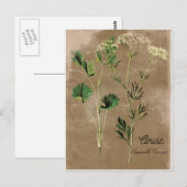  stijl Anise Herb Briefkaart (Voorkant / Achterkant)