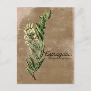 stijl Astragalus Flower Herb Briefkaart