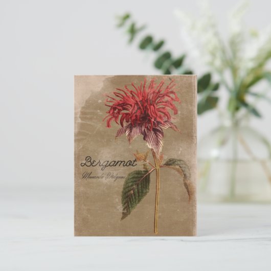  stijl Bergamot Plant ventilator Briefkaart (Staand voorkant)