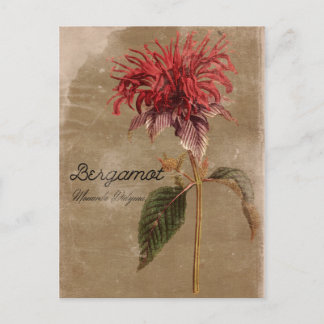 stijl Bergamot Plant ventilator Briefkaart