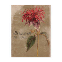  stijl Bergamot Plant ventilator