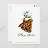 stijl bos Briefkaart - Pinus Sibirica (Voorkant / Achterkant)