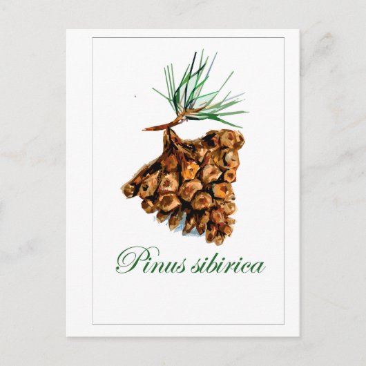 stijl bos Briefkaart - Pinus Sibirica (Voorkant)