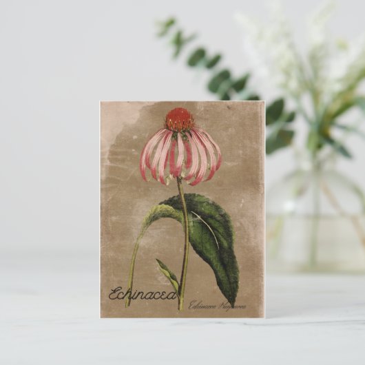  Stijl Echinacea Briefkaart (Staand voorkant)