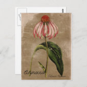 Stijl Echinacea Briefkaart (Voorkant / Achterkant)