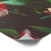  stijl roze franje tulpen poster (Hoek)