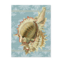  stijl Seashell & Blue Lace Briefkaart