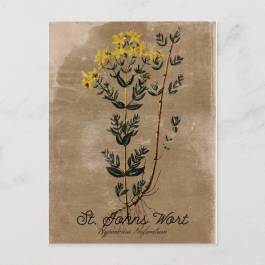  stijl St. Johns Wort Briefkaart (Voorkant)