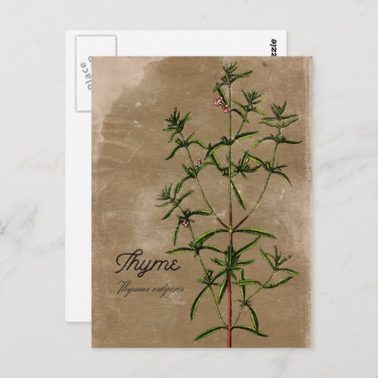 stijl Thyme Herb Briefkaart (Voorkant / Achterkant)