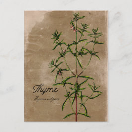 stijl Thyme Herb Briefkaart