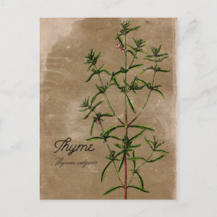  stijl Thyme Herb Briefkaart
