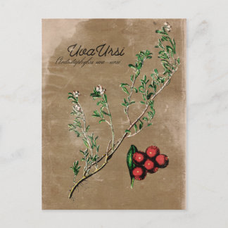  stijl Uva Ursi Plant Briefkaart