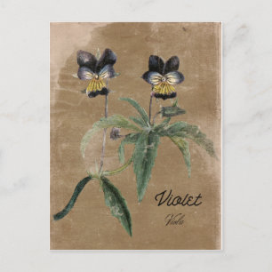  stijl Violet Flower Post-kaart Briefkaart