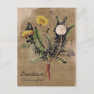  stijlkaartje DandelionFlower Post-kaart Briefkaart