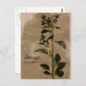  stijlpagina Borage Herb Briefkaart (Voorkant / Achterkant)
