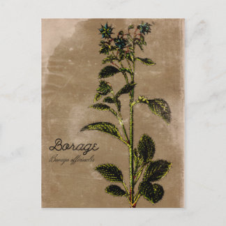  stijlpagina Borage Herb Briefkaart