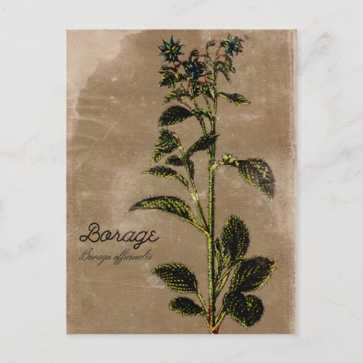  stijlpagina Borage Herb Briefkaart (Voorkant)