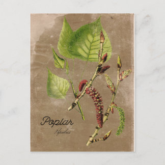  stijlpagina Poplar Tree Post Card Briefkaart