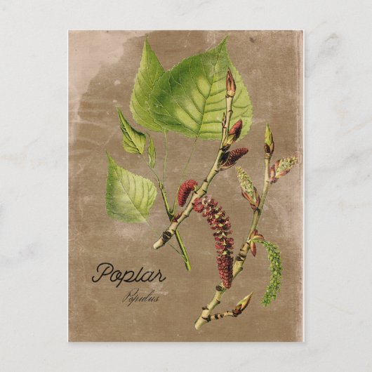  stijlpagina Poplar Tree Post Card Briefkaart (Voorkant)