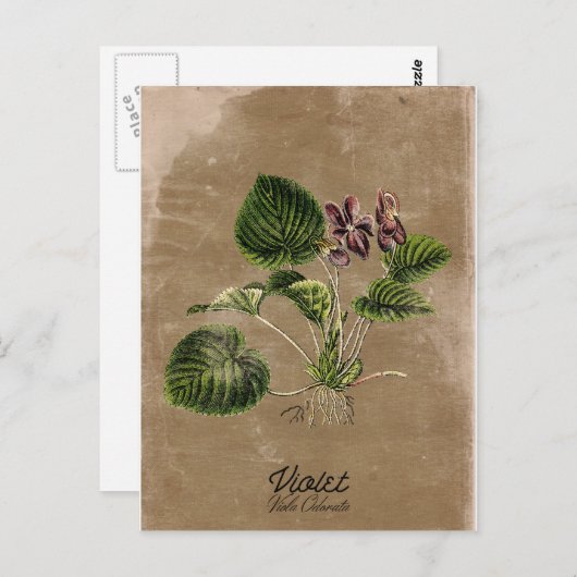  Stijlviolet Briefkaart (Voorkant / Achterkant)