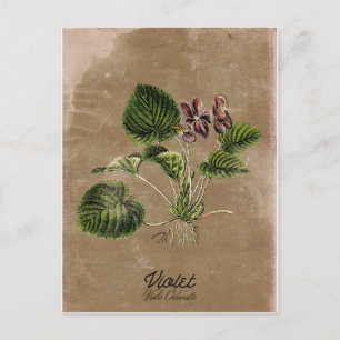  Stijlviolet Briefkaart