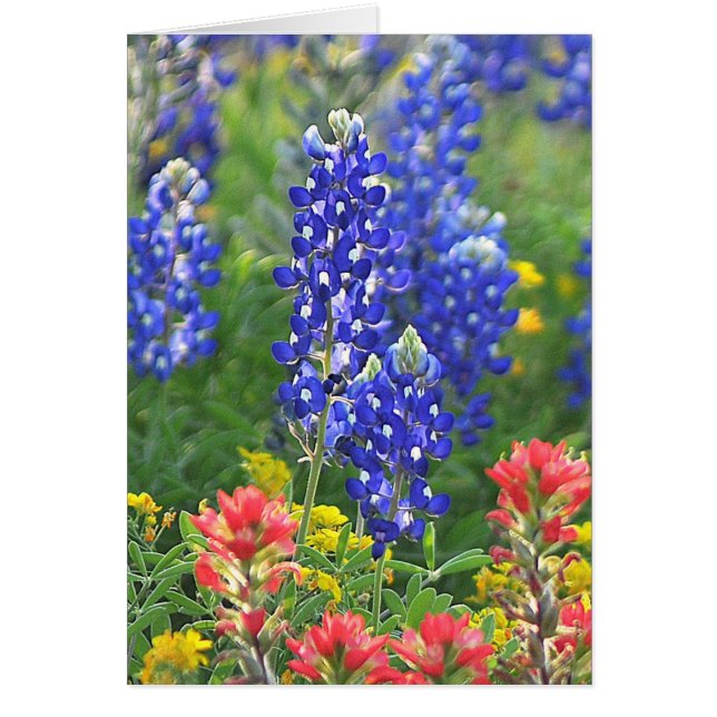 Stijlvol Bluebonnet (Voorkant)