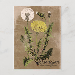 stijlvol Dandelion Briefkaart