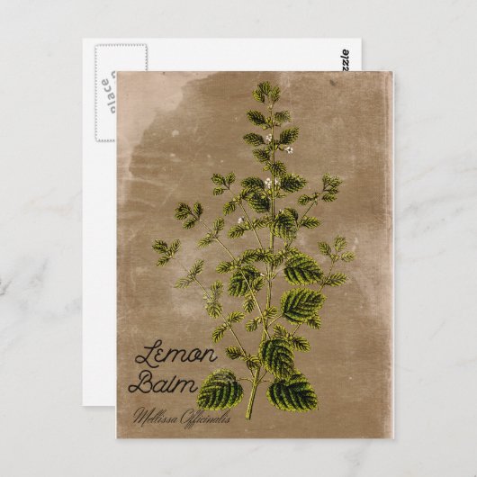  stijlvol Lemon Balm Briefkaart (Voorkant / Achterkant)