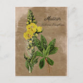 Stijlvol Mullein-Briefkaart Briefkaart (Voorkant)