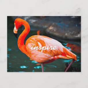 Stijlvol Roze Flamingo Foto Inspire Modern Script Briefkaart