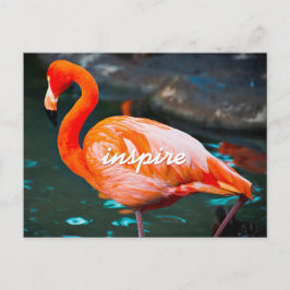 Stijlvol Roze Flamingo Foto Inspire Modern Script Briefkaart
