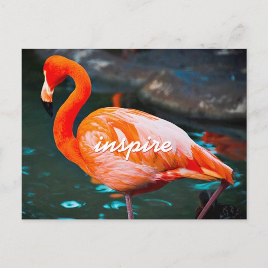 Stijlvol Roze Flamingo Foto Inspire Modern Script Briefkaart (Voorkant)