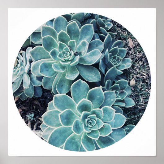 Stijlvolle Bleekgroene Cactus Succulent Poster (Voorkant)
